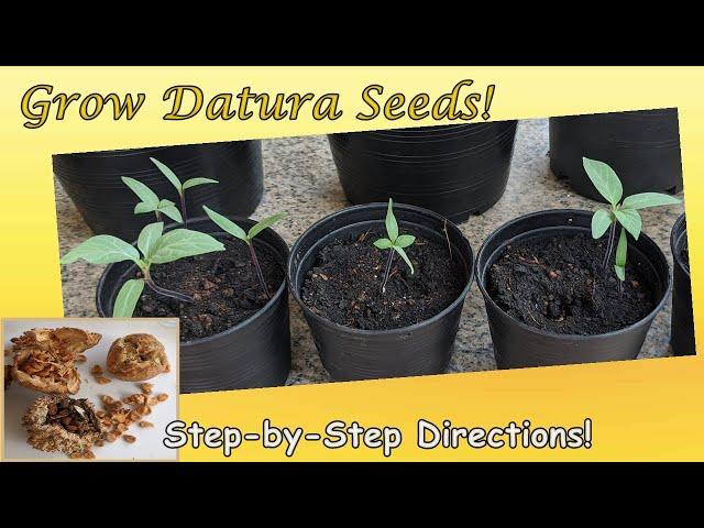 Grow Datura Seeds: Step-by-Step Directions with Results (English)