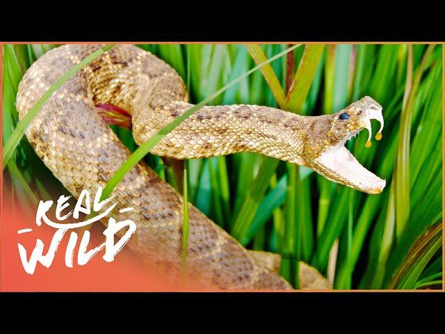 How Deadly Animal Use Their Weapons: Venom, Poison and Survival Tactics | Animal Armoury | Real Wild