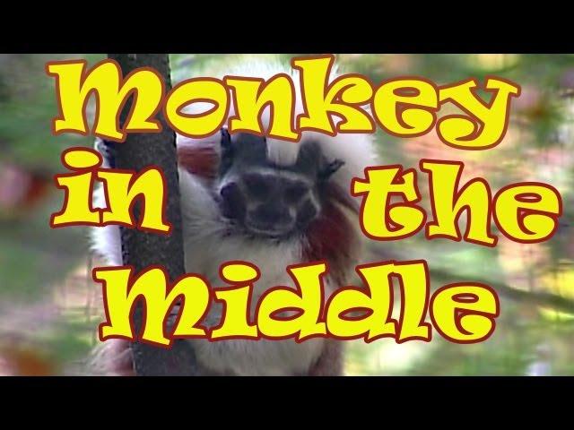 Monkey Songs for Children - Monkey in the Middle - Kids Dance Songs by The Learning Station