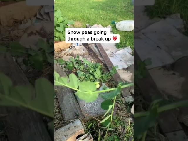 Tendril attachment makes trimming heartbreaking #tendril #snowpeas #novicegardener