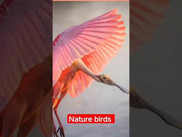 @the nature birds life @Rising star ⭐ Satya Vishwakarma singer omg