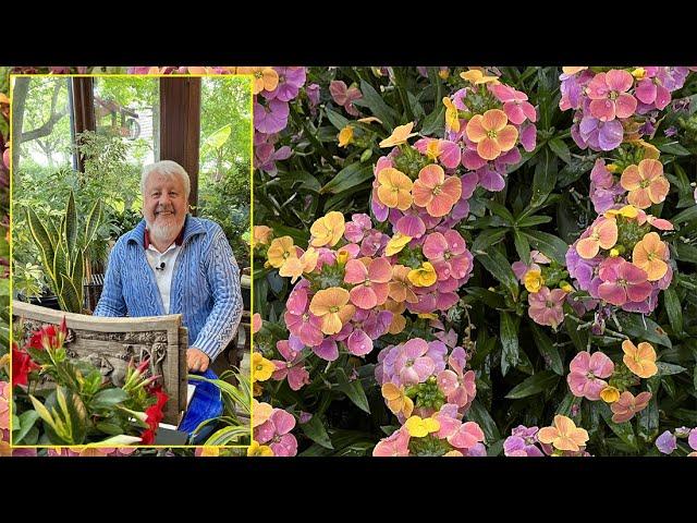 GIROFLÉES, DES FLEURS FACILES QUI DONNENT UNE BELLE CLAQUE DE COULEURS. Le Quotidien du Jardin N°378