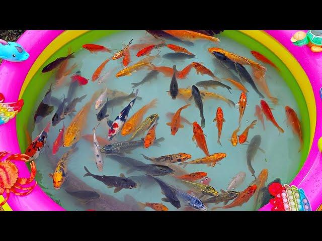 Catching koi fish in the pond, colorful fish, catfish, ornamental fish, betta fish, big fish.part890