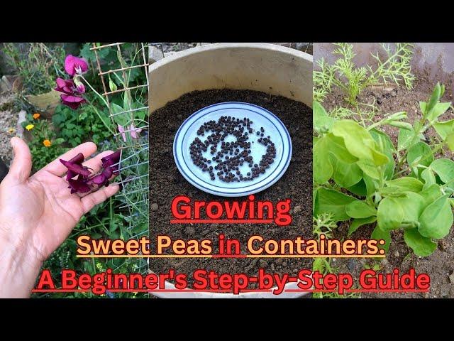 Sweet Peas in Containers: A Beginner's Step-by-Step Guide #SweetPeas #gardening #GardeningTips