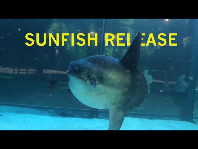 Two Oceans Aquarium SUNFISH release