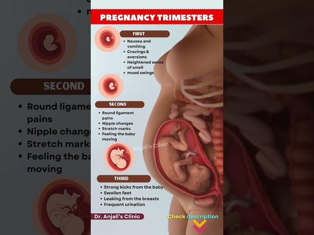 Pregnancy Trimesters Explained – A Quick Guide for Moms to Be | Pregnancy #pregnancy #baby