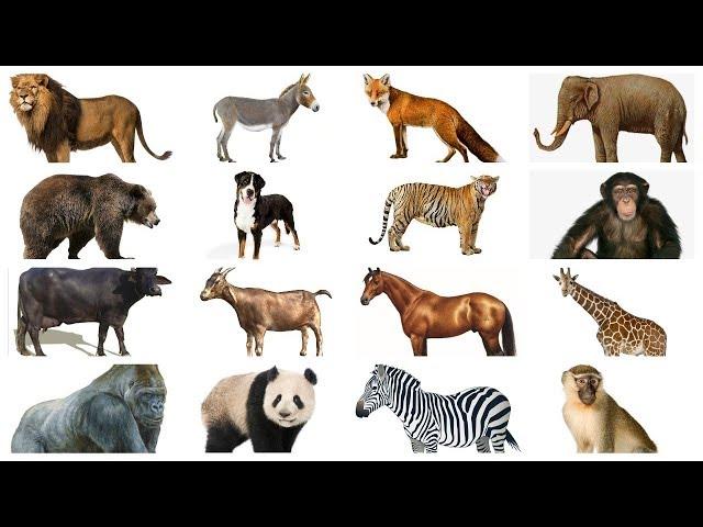 Learn Animals names with Pictures in English | Farm Wild Animals for kids