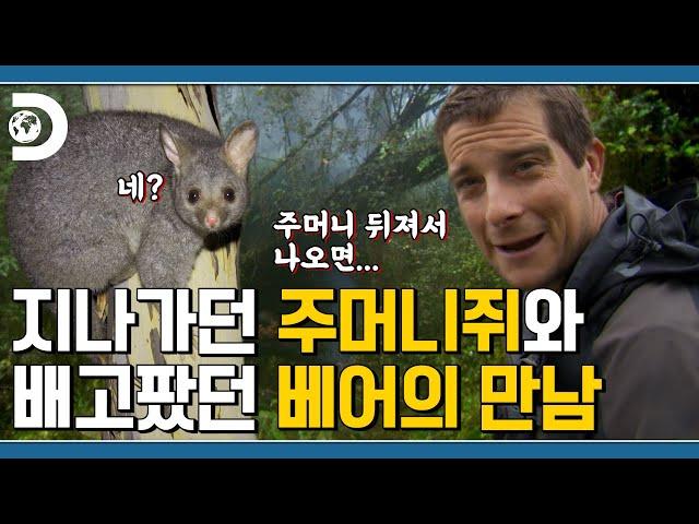 주머니가 어딨쥐? 마침 배고팠던 베어 그릴스 뉴질랜드 알프스산맥에서 주머니쥐 사냥&먹방 [Man VS Wild]