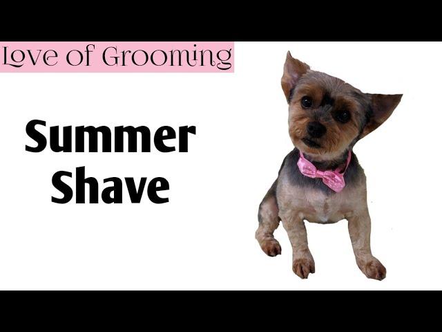 How to Shave a Yorkshire Terrier for Summer