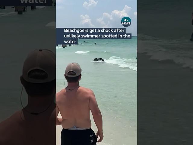 Beachgoers in Florida get a shock #itvnews #news #florida #swimming