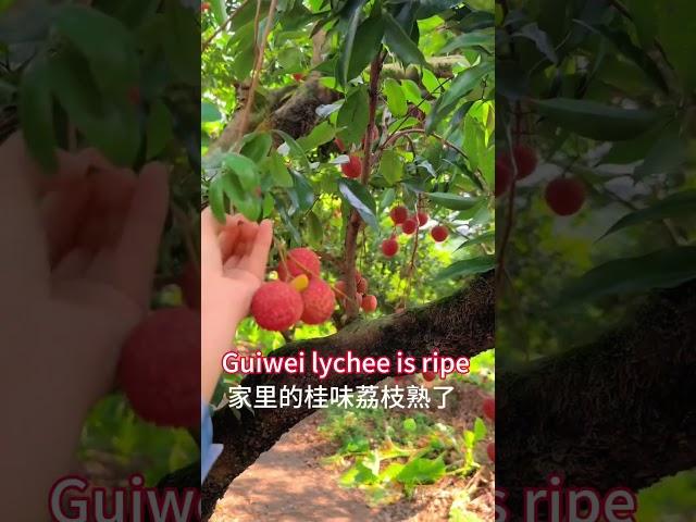 Guises lychee is ripe #lycheefruit #chinesefruits #exoticfruittrees #frozonfruits #lyckyee