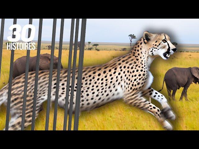 Ils relâchent un léopard dans la savane ! - Les histoires insolites