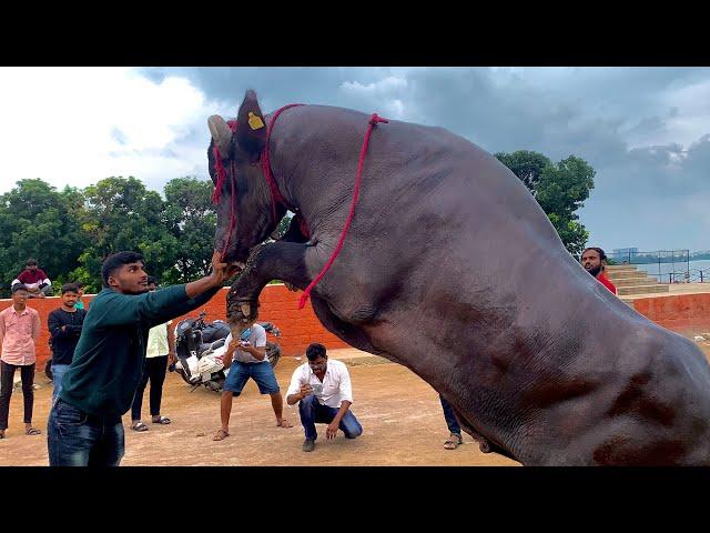 Madhu yadav Sadar 2022 Khairatabad Madhu Yadav Bulls Getting ready for Sadar festival 2022