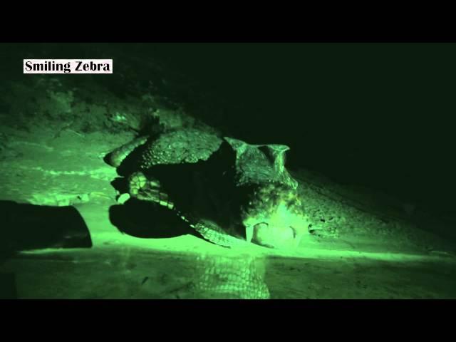 KILLER CAIMANS AMAZON NIGHT