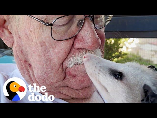 Opossum Can't Stop Slubbing His Mom | The Dodo