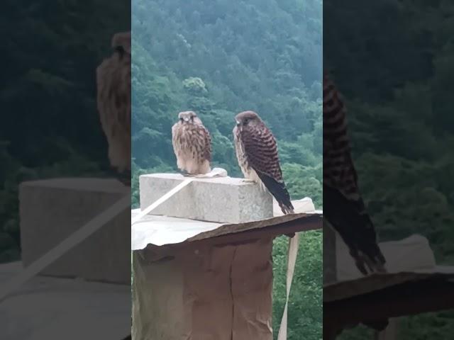전원주택 전망좋은집 명지산 운악산 연인산 를한눈에 구매문의01030161624