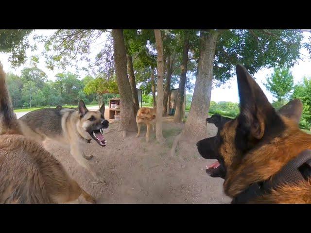 Belgian Malinois Corrects German Shepherd At The Dog Park