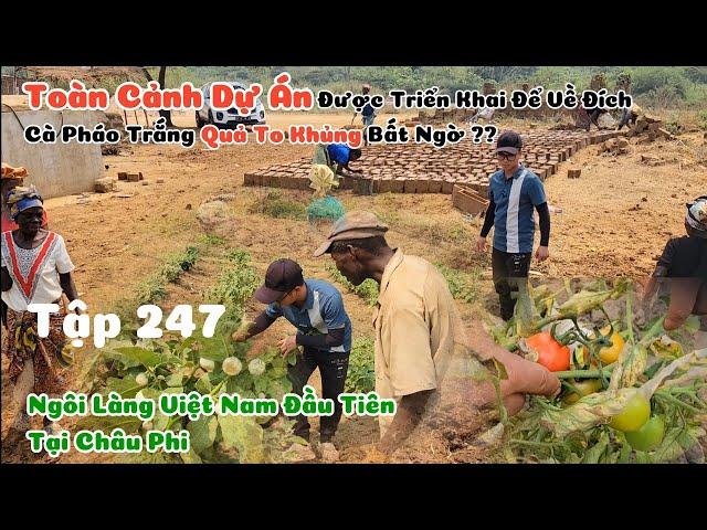 Huy Khánh Vlogs || Toàn Cảnh "Dự Án" Triển Khai Để Về Đích, Cà Pháo Trắng Quả To Sai Trĩu Bất Ngờ ??