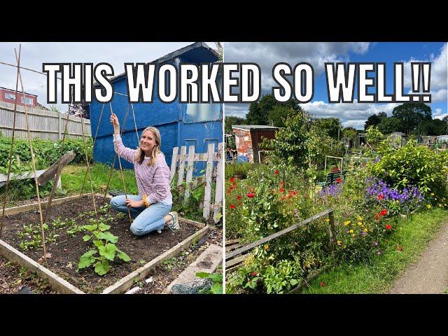 BUILDING A PEA STRUCTURE... AGAIN! / ALLOTMENT GARDENING