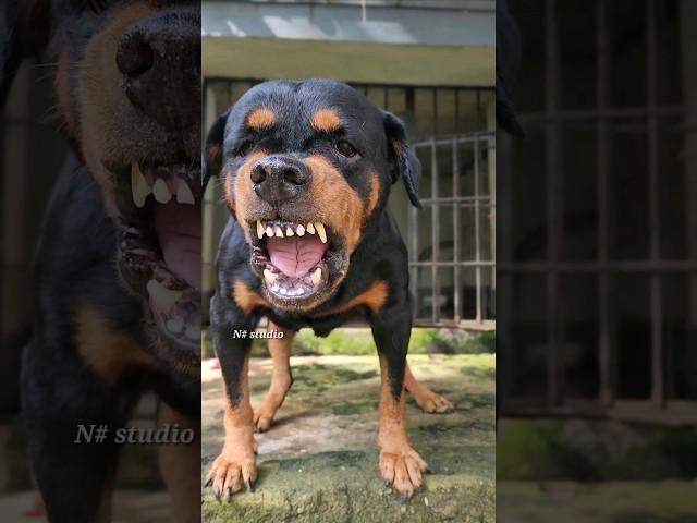 angry dog barking Sounds to make your dog bark #rottweiler #angrydog #catvideos #lazydog #funnypuppy