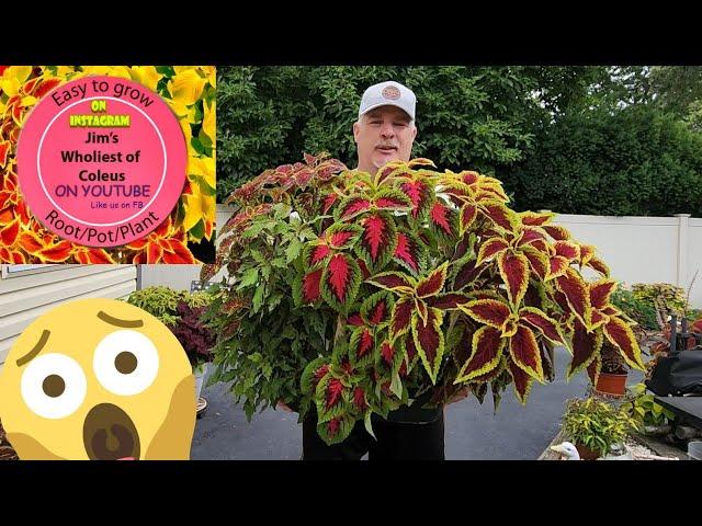 Want to Keep your Beautiful Coleus Indoors  but don't have the space? Great Tips and Options