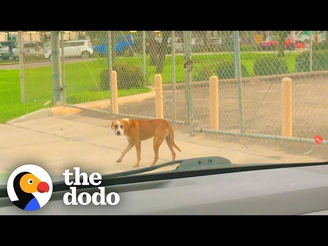 Dog Found Wandering Around Airport Doesn't Trust Humans | The Dodo