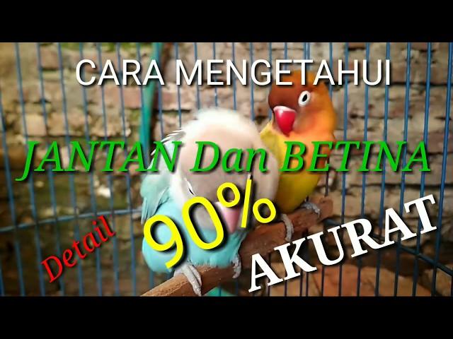 Cara Mengetahui Jantan dan Betina secara Akurat