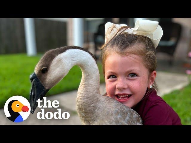 Goose Follows Little Girl Home | The Dodo