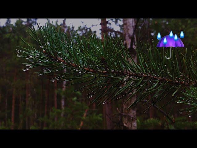  Som de Chuva Para Dormir Rápido (4 Horas de Chuva com Trovões)