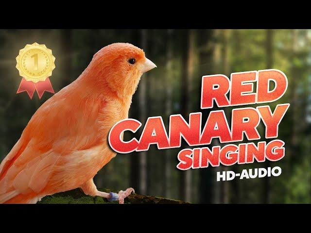 Red Canary 12h Training