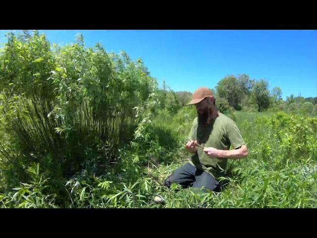 Making Artist Charcoal from Willow - Nick Neddo