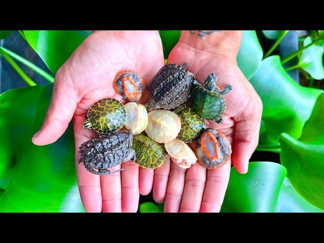 NEW! CUTE Rare BABY Turtles!