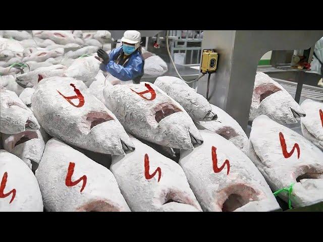 Amazing Scale！Cut Frozen Tuna into Sashimi, Tuna Factory in Taiwan /大船入港！大量鮪魚切割工廠, 台灣超低溫鮪魚