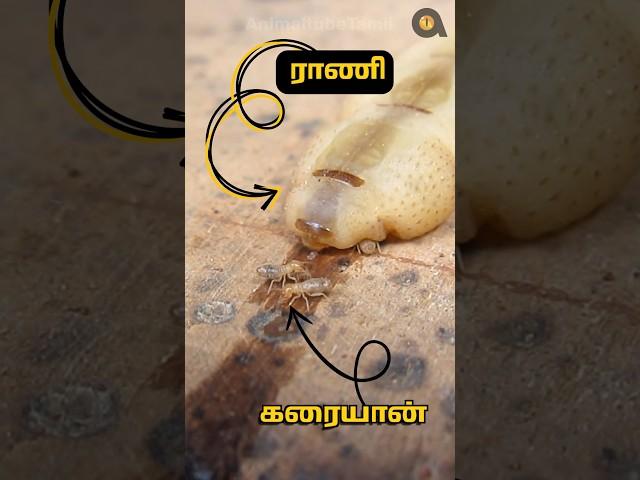 ஒரு நாளைக்கு 30,000 முட்டை இடும் ராணி! | Termite Queen Lays 30,000 Eggs per day | Animaltube Tamil