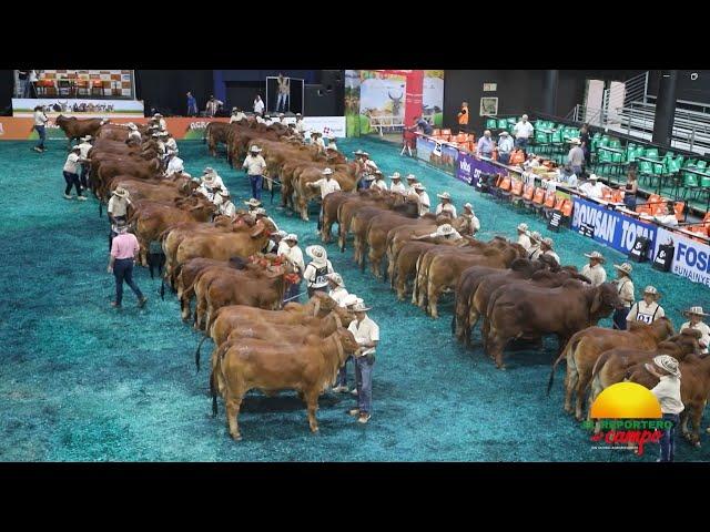 FERIA NACIONAL CEBÚ EN RIONEGRO, ANTIOQUIA