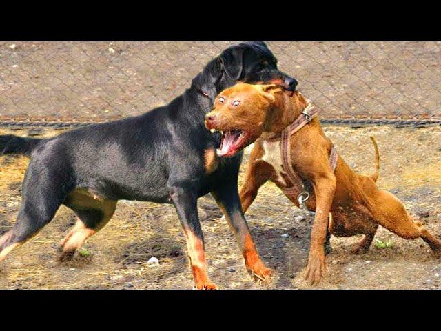 Pitbull VS Rottweiler - Rottweiler VS Pitbull | Real Fight