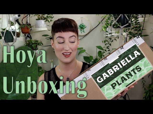 Unbox a HOYA w/ Me from Gabriella Plants! | DreamsofHoya