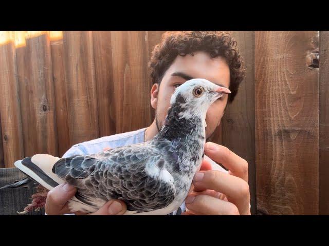 *NEW* SUPER GRIZZLE BREEDER For Barrera Family Loft - From my 2 BEST Breeders