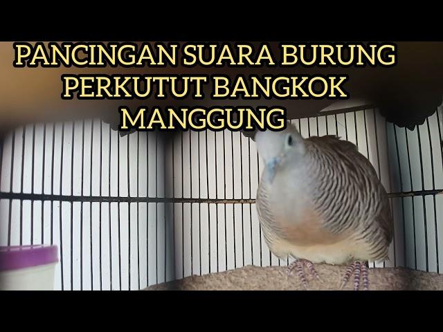 BURUNG PERKUTUT BANGKOK MANGGUNG GACOR