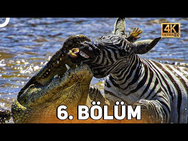 VAHŞİ SERÜVEN 6. BÖLÜM | 4K HAYVAN BELGESELİ