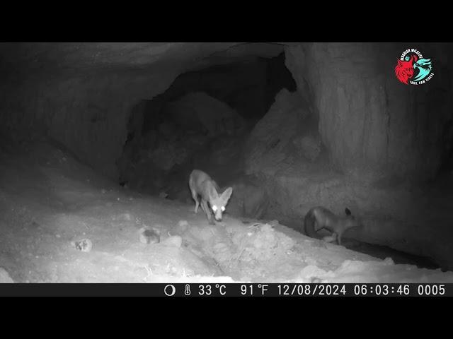 Two Young Foxes in the cave