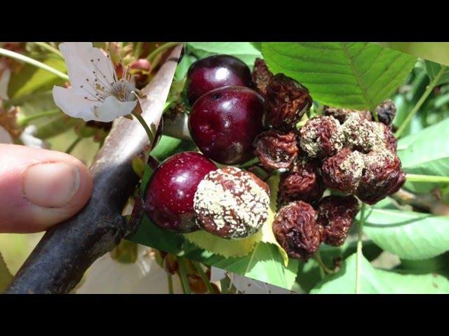 Bees as Flying Doctors for Cherries