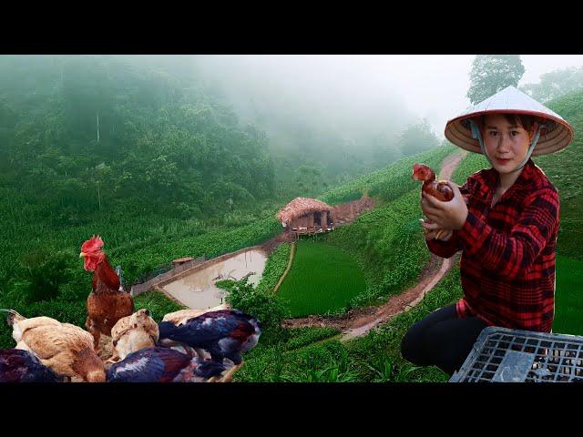 Full video | life on farming and livestock farms | Live with nature