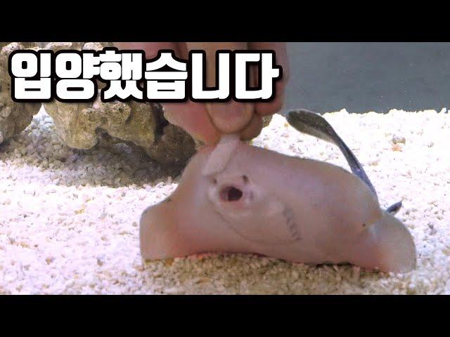 Raising super mini stingrays