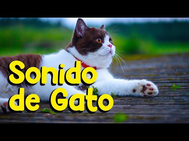 Sonido de gatos. Gatos e gatitos maullando