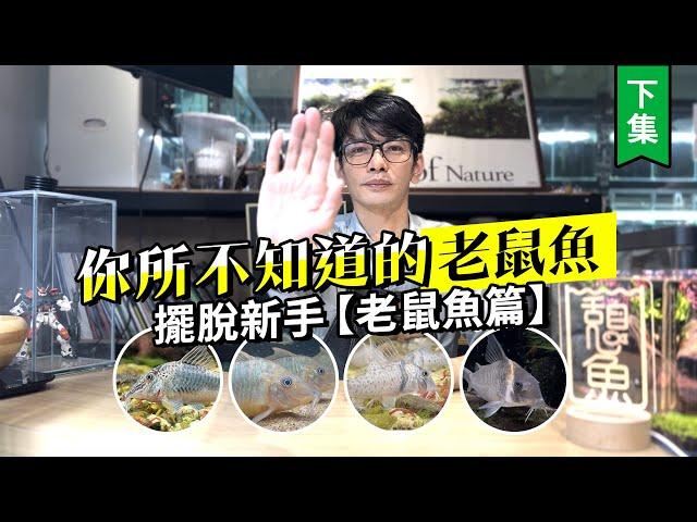 你所不知道的「老鼠魚」!擺脫新手【鼠魚篇】---下集