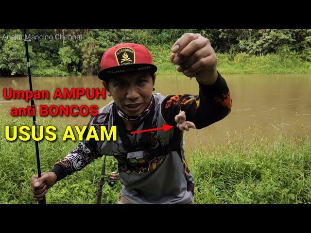 Umpan Usus Ayam 100% Anti BONCOS || Ampuh Buat Baung Dan Lele