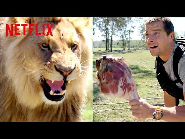 Bear Grylls Chased by a Lion | Animals on the Loose: A You vs. Wild Movie | Netflix After School