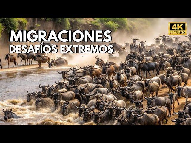 MIGRACIONES ANIMALES – Animales que migran por los océanos, las llanuras y el cielo