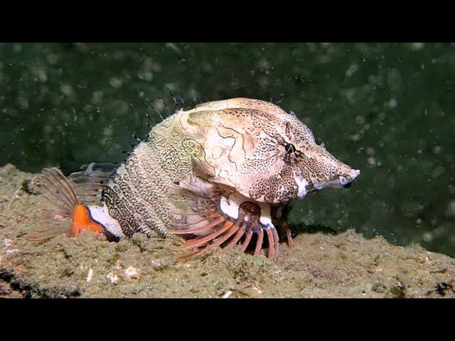 Facts: The Grunt Sculpin